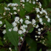 Ageratina riparia (Regel) R.M.King & H.Rob.